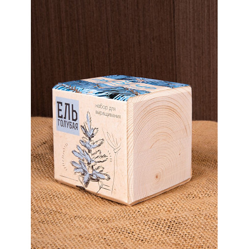 Набор для выращивания «Экокуб», ель голубая